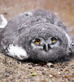 A Baby Owl Sleeping Face Down Is Unbelievable