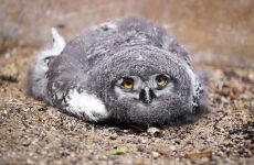 A Baby Owl Sleeping Face Down Is Unbelievable