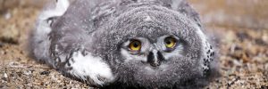 A Baby Owl Sleeping Face Down Is Unbelievable