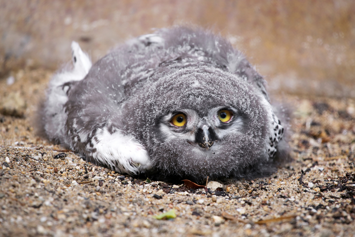 baby owl sleeping