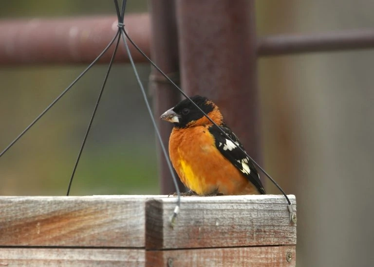 black headed grosbeak