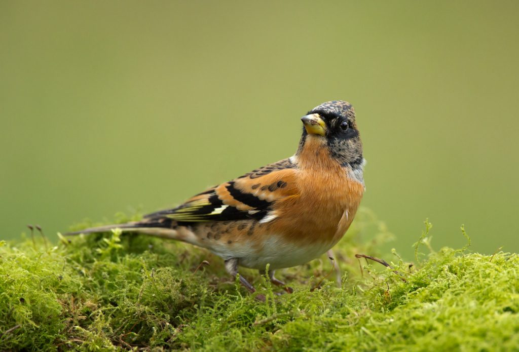 brambling