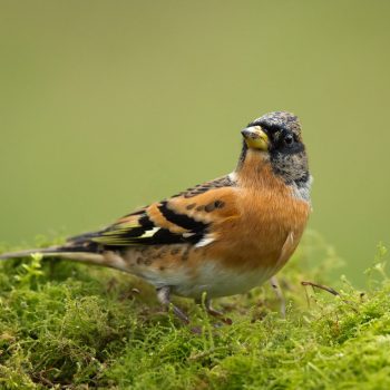 Brambling