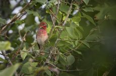 Types Of Birds With Red Chests (ID, Picture Guide)