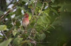 Common Rosefinch