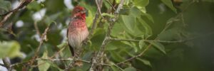 Common Rosefinch