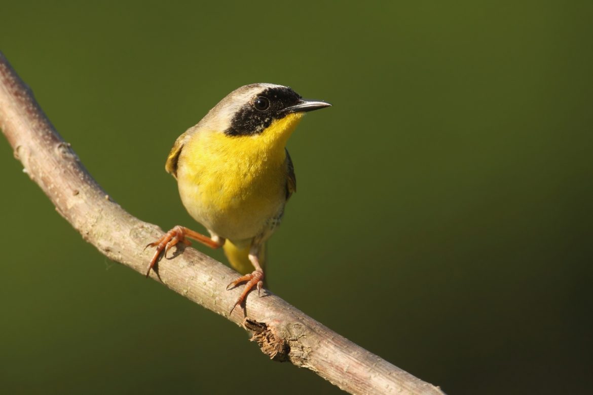 Yellow Birds in Illinois Picture and ID Guide Bird Advisors