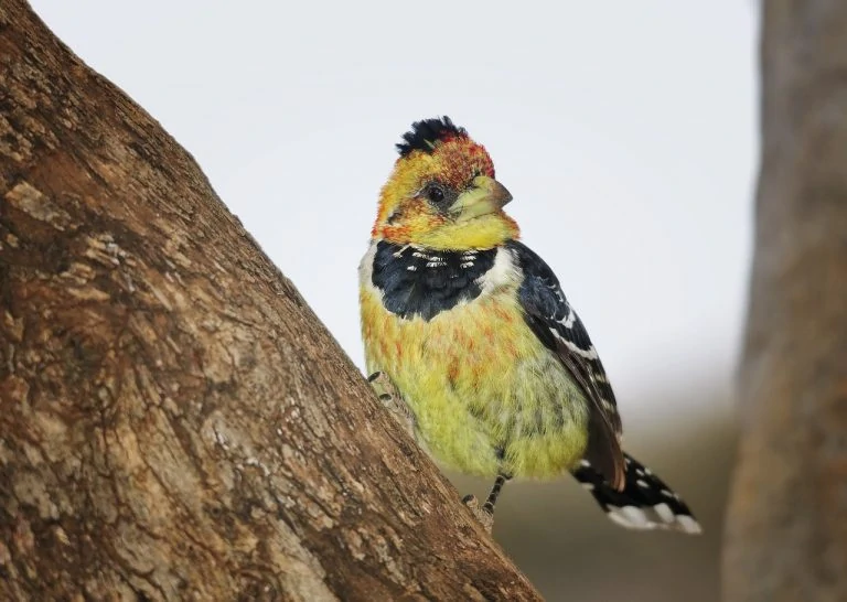 crested barbet