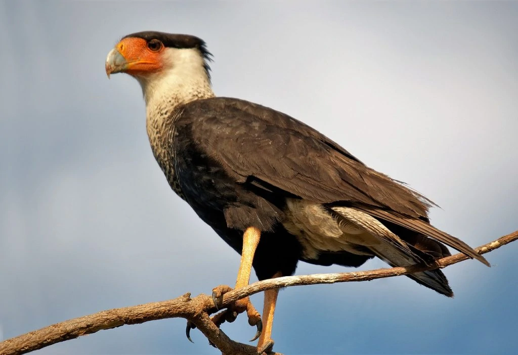 crested-caracara