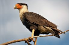 All The Falcons In South Dakota And Their Calls (ID, Photos, When To Spot)