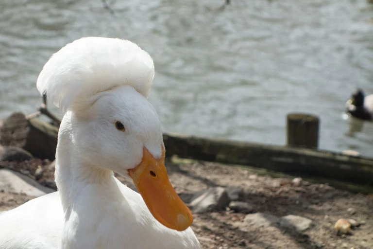 crested-duck