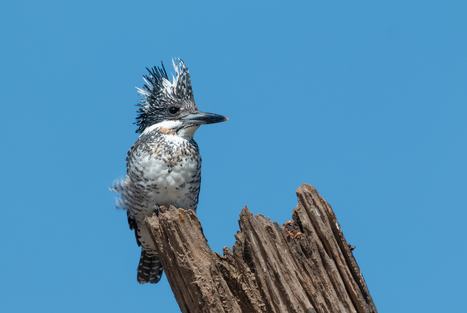 Birds With Crests You Should Check Out - Bird Advisors