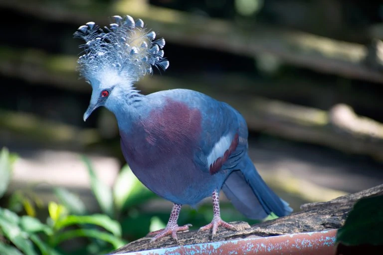 30 Birds With Hair You Need To See To Believe