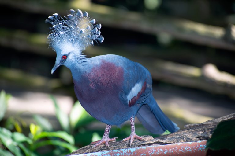 Victoria Crowned pigeon