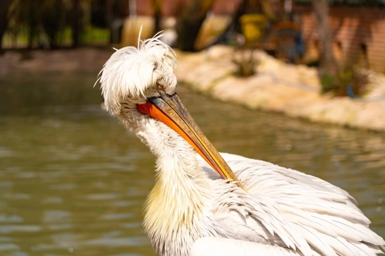 Dalmatian pelican