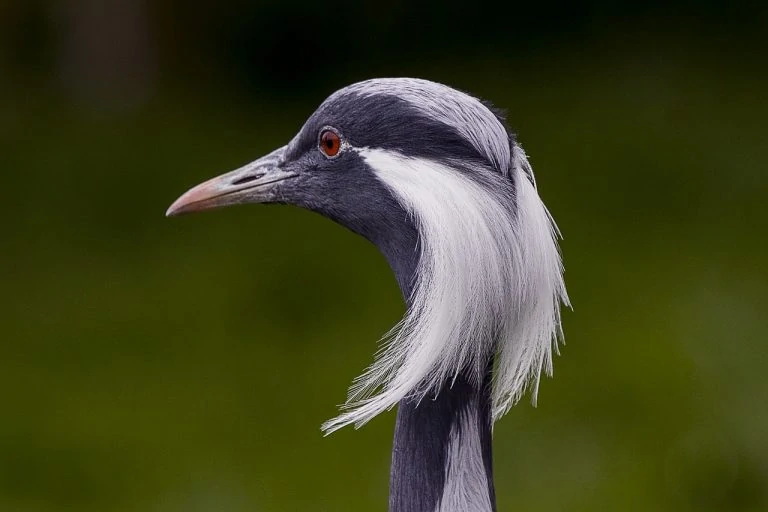 demoiselle-crane