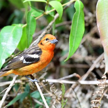 Flame-colored Tanager