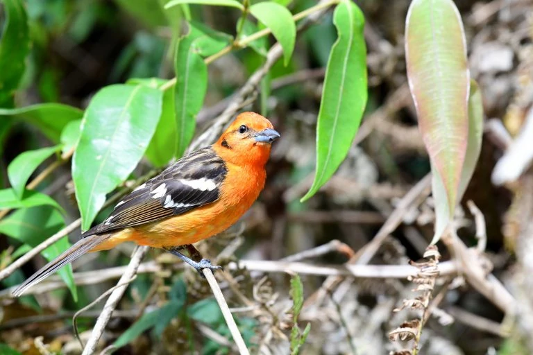 Flame-colored Tanager (Piranga bidentata) on a tree branch