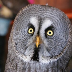 40 Birds Of Prey In North America (And Their Calls)