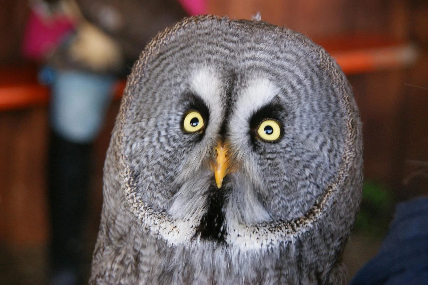 Great gray owl