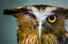 Bedtime Behavior Of Birds