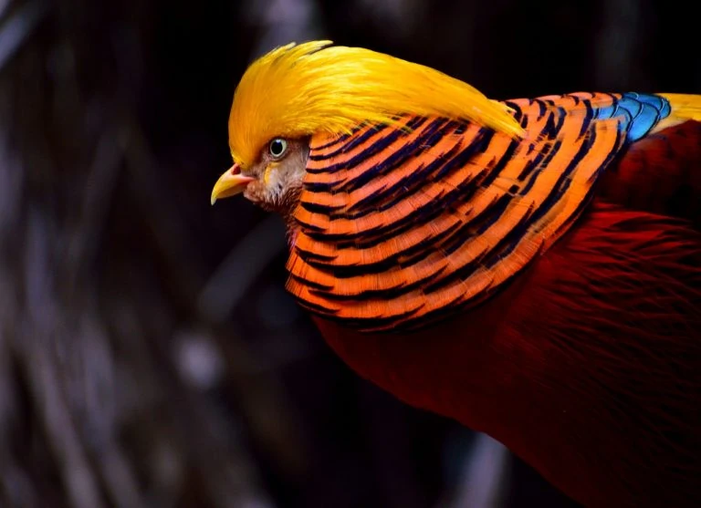 golden-pheasant