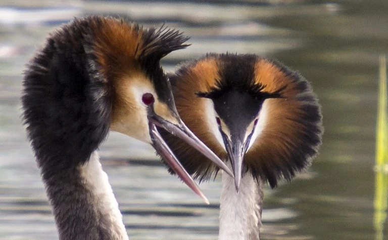 great-crested-grebe