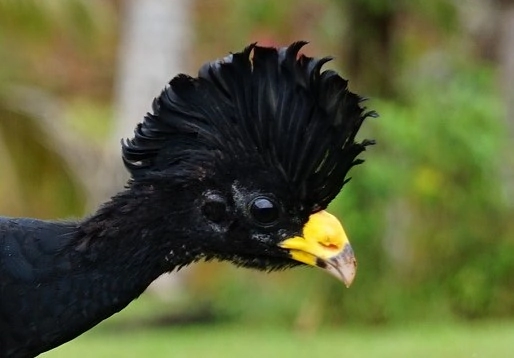 30 Birds With Hair You Need To See To Believe