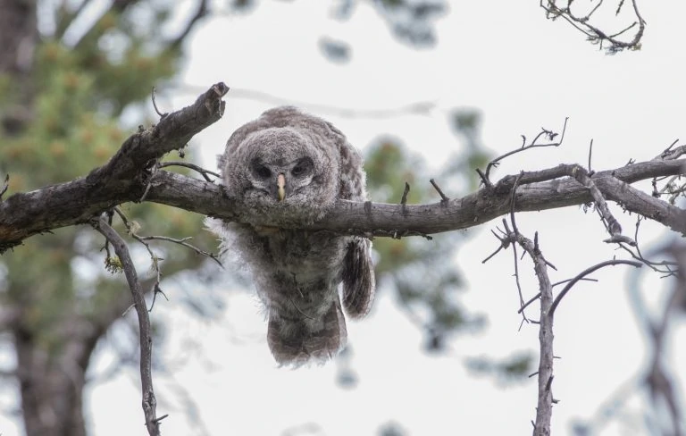 baby owl sleeping