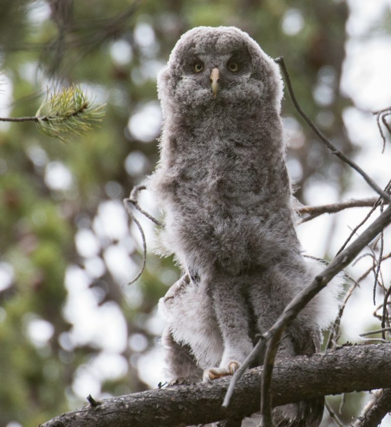 great grey owl baby legs