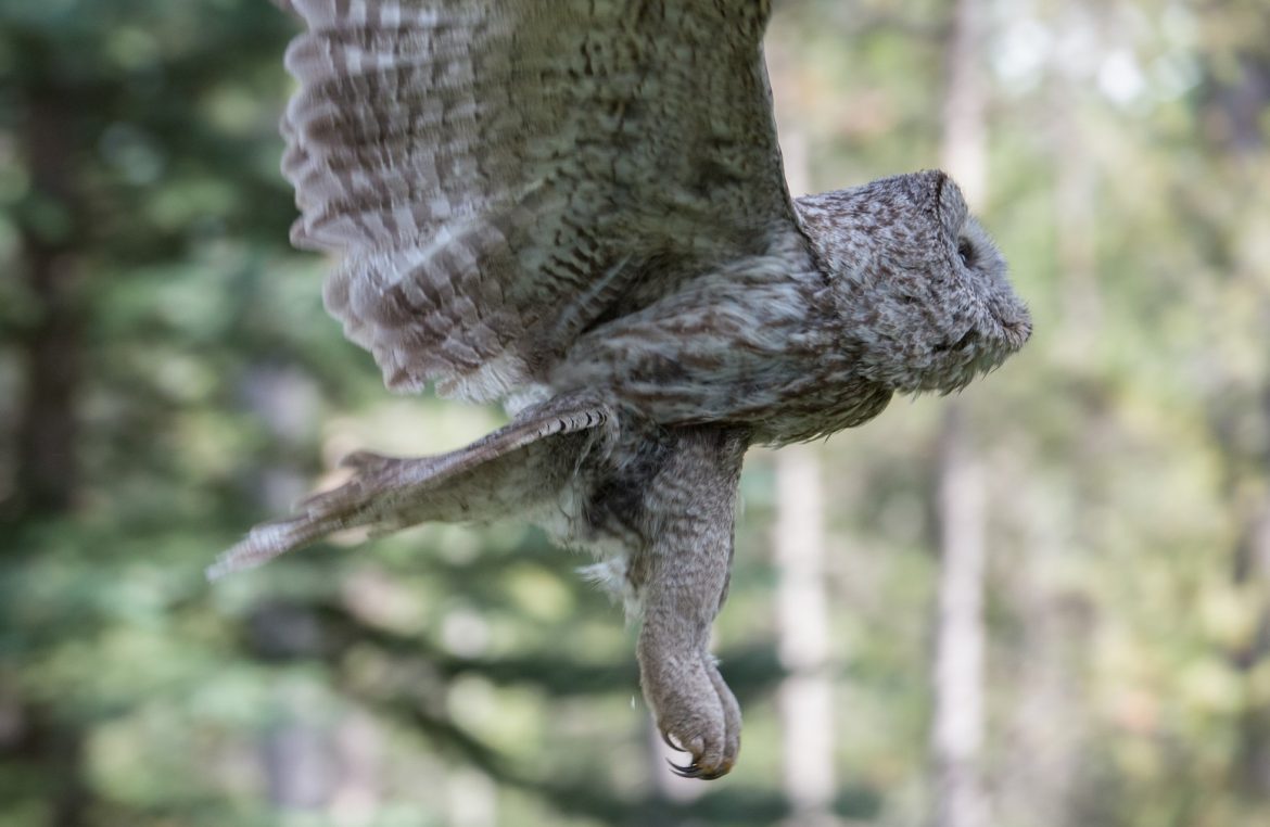 Lots of Hilarious Pictures of Owl Legs For You to Enjoy Bird Advisors