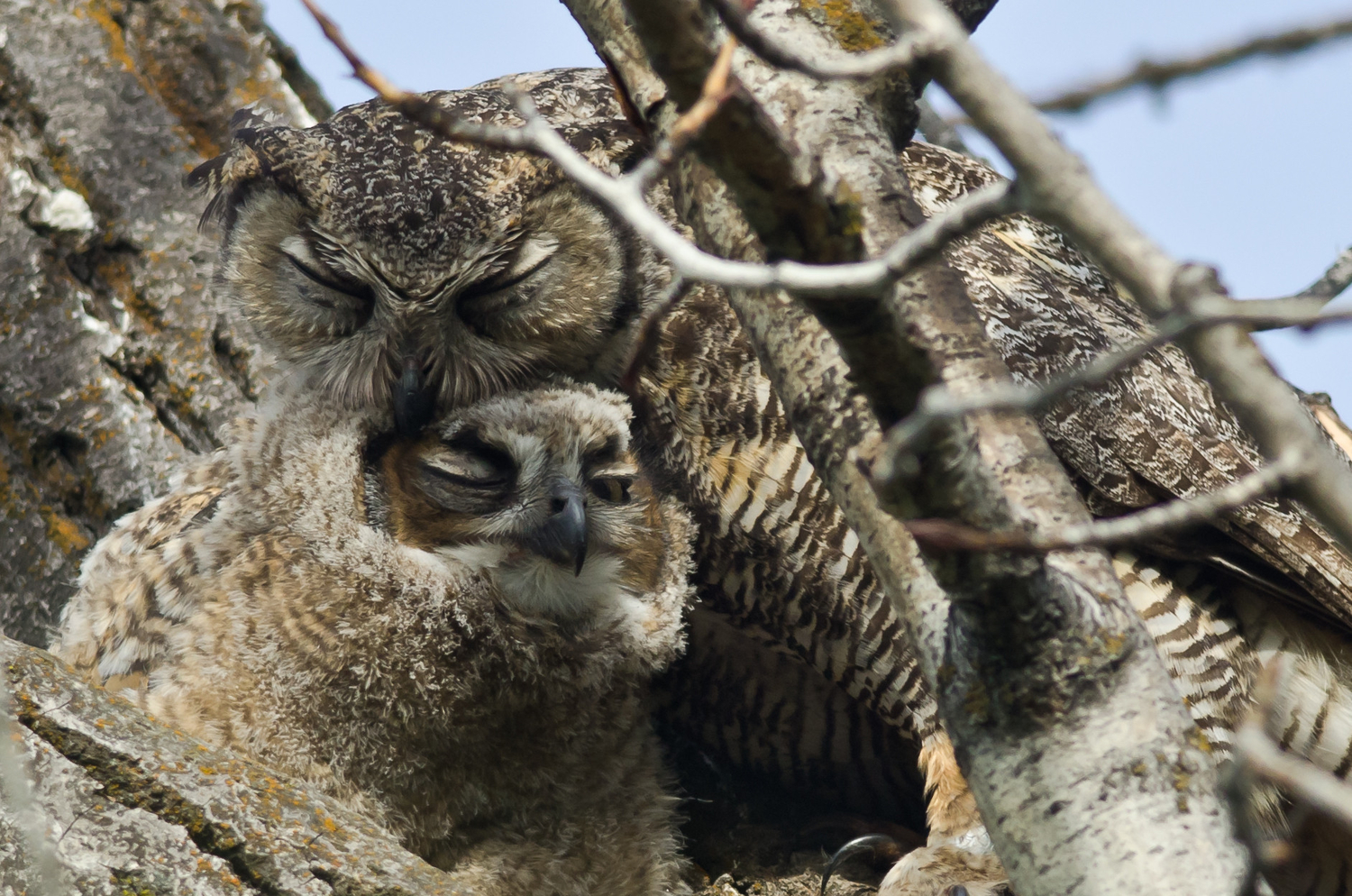 A Baby Owl Sleeping Face Down Is Unbelievable Bird Advisors