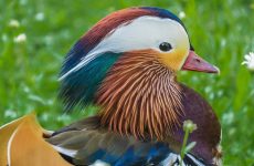 Ducks With Designer Hair