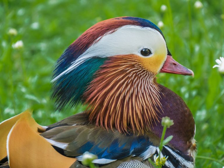 mandarin-ducks