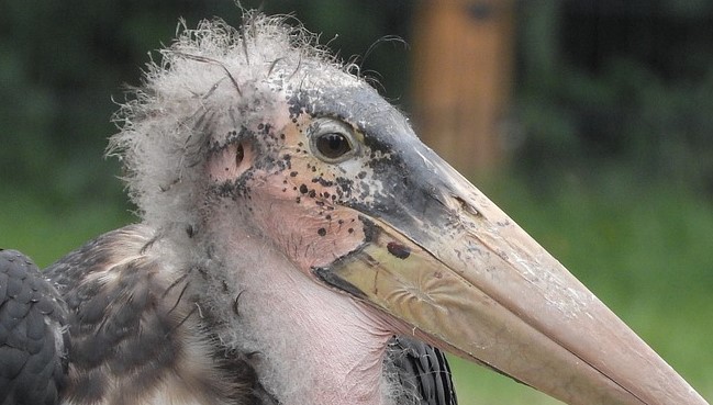30 Birds With Hair You Need To See To Believe 30 Birds With Hair You Need To See To Believe
