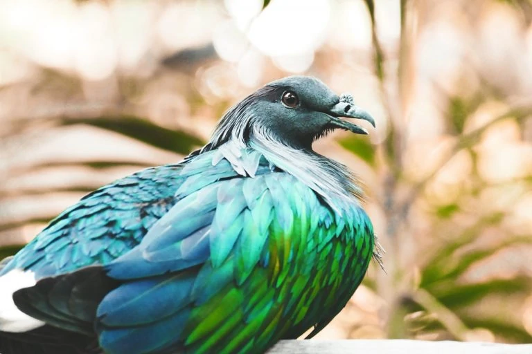 nicobar-pigeon