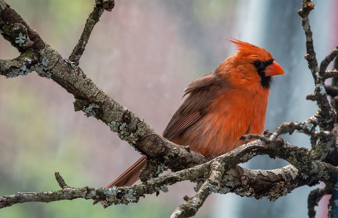 Red Birds in Texas Picture and ID Guide Bird Advisors