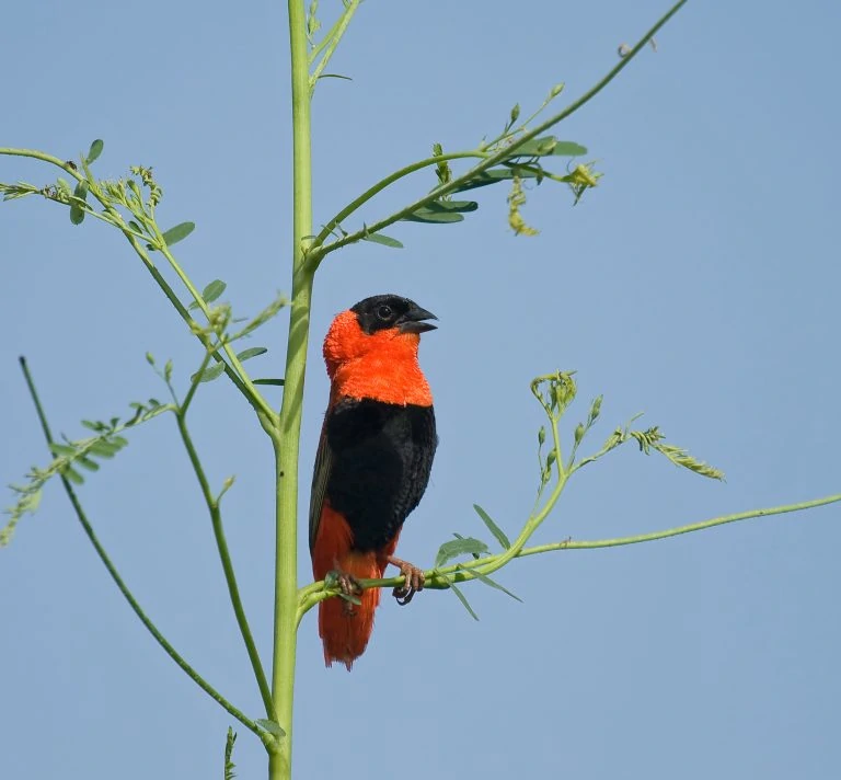 Northern Red Bishop