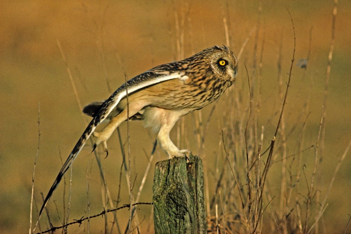 Lots of Hilarious Pictures of Owl Legs For You to Enjoy Bird Advisors