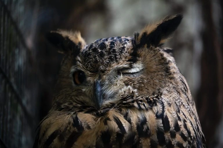 owl sleeping