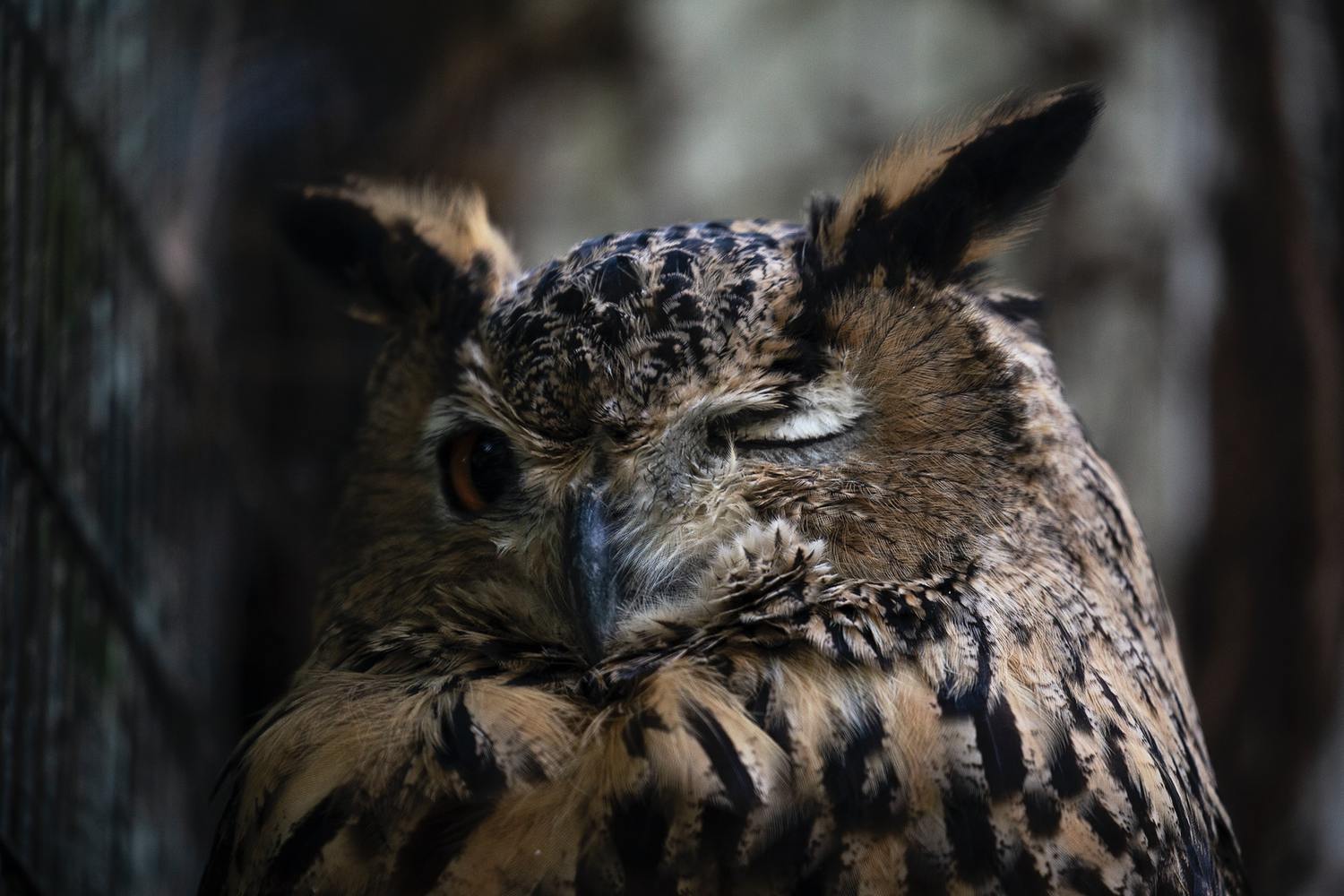 Owls Sleeping Are So Adorable You Need to See These Pictures, Videos