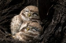 Owls Sleeping Are So Adorable – You Need to See These Pictures, Videos and Facts