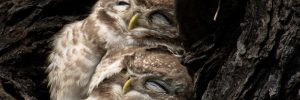 Owls Sleeping Are So Adorable – You Need to See These Pictures, Videos and Facts