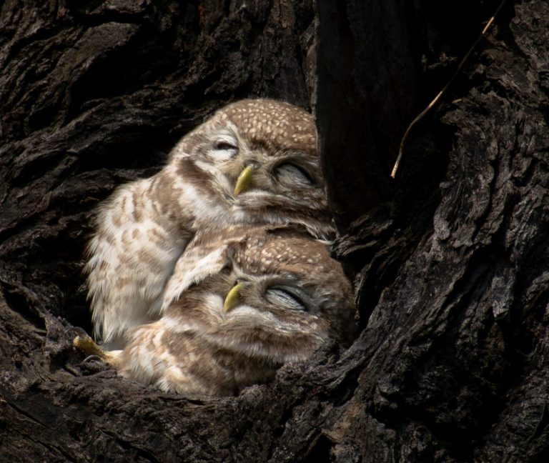 owl sleeping cute