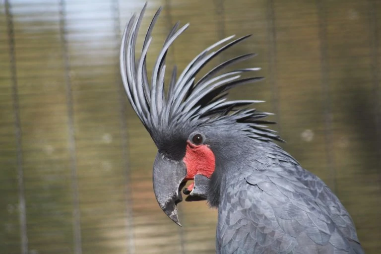 palm cockatoo