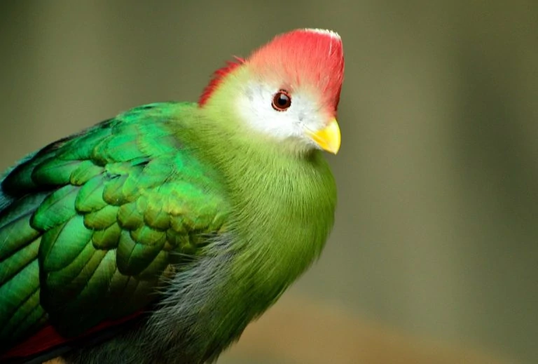 red-crested-turaco