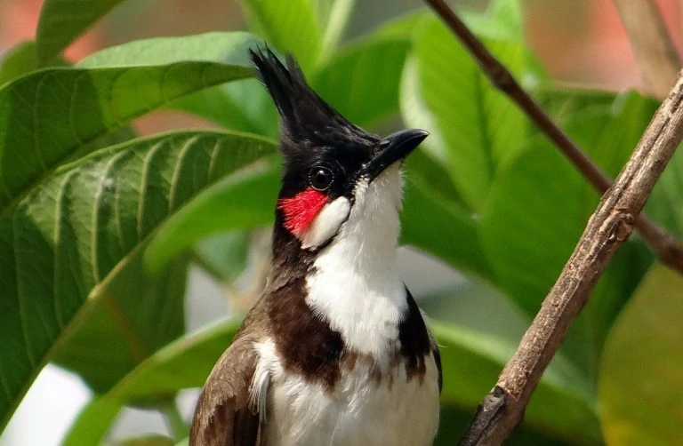 red-whiskered-bulbul