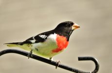 Rose-breasted Grosbeak