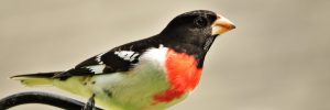 Rose-breasted Grosbeak