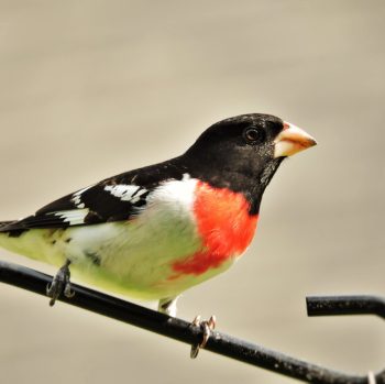 Rose-breasted Grosbeak